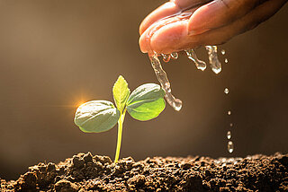 A plant being watered by hand