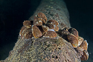 Combat mussel infestation proactively by using efficient line & automatic filters.
