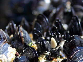 With the AutoFilt® Mussel Catch, HYDAC offers you a reliable way to protect cooling circuits and heat exchangers against mussel infestations and mussel larvae.