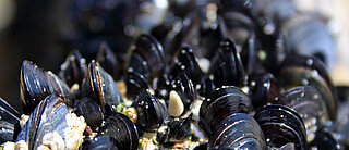 With the AutoFilt® Mussel Catch, HYDAC offers you a reliable way to protect cooling circuits and heat exchangers against mussel infestations and mussel larvae.